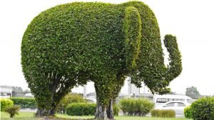 French Gardening: Your Topiary Masterpiece Awaits