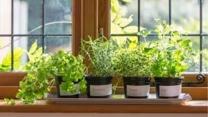 6 Herbs to Plant on Your Balcony or Small Garden