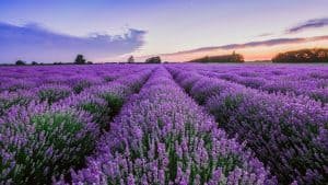 It’s Lavender Blooming Season in Provence!