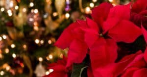 How to Keep Your Poinsettia Looking Its Best Through the Holidays