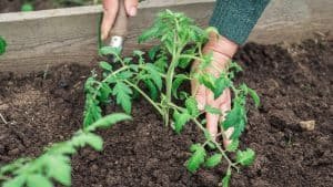 Gardening and Summer Food  – What’s in It for You?