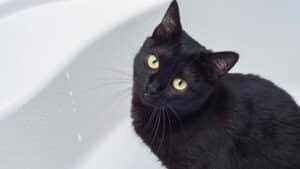 The Very Odd Story of the Cat in the Shower