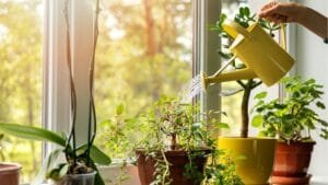 5 Unique and Beautiful Houseplants to Cheer Up Your Home