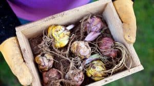 Forcing Bulbs: A Quick and Easy Way to Brighten a Winter’s Day