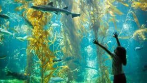 10 Best Aquariums in the USA