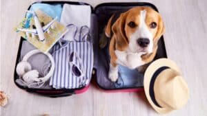 10 Pet-Friendly Hotels in the USA